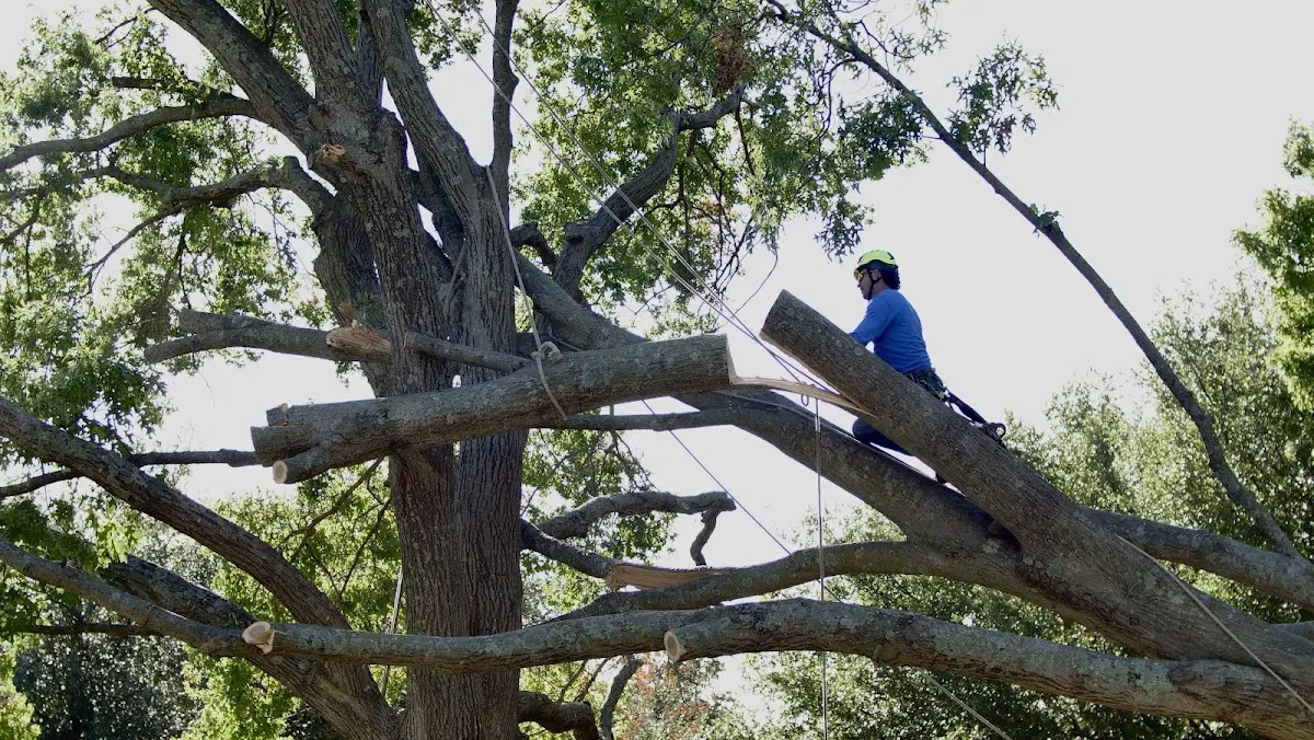 Professional Hazardous Tree Removal performed by certified arborists in Wall