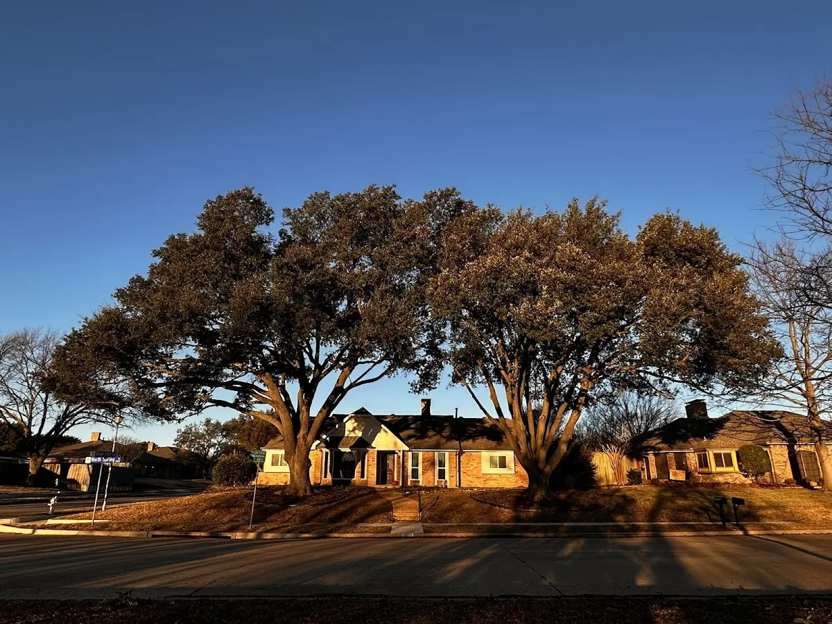 Established residential canopy tree shading a home in Wall